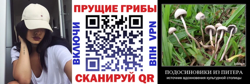 Псилоцибиновые грибы MAGIC MUSHROOMS  blacksprut зеркало  Нижнеудинск 